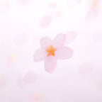 付箋＿透明桜(White,M)