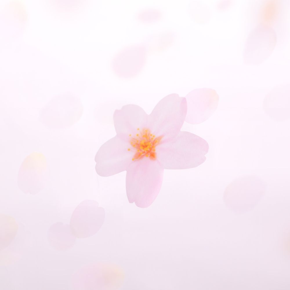 付箋＿透明桜(White,M)