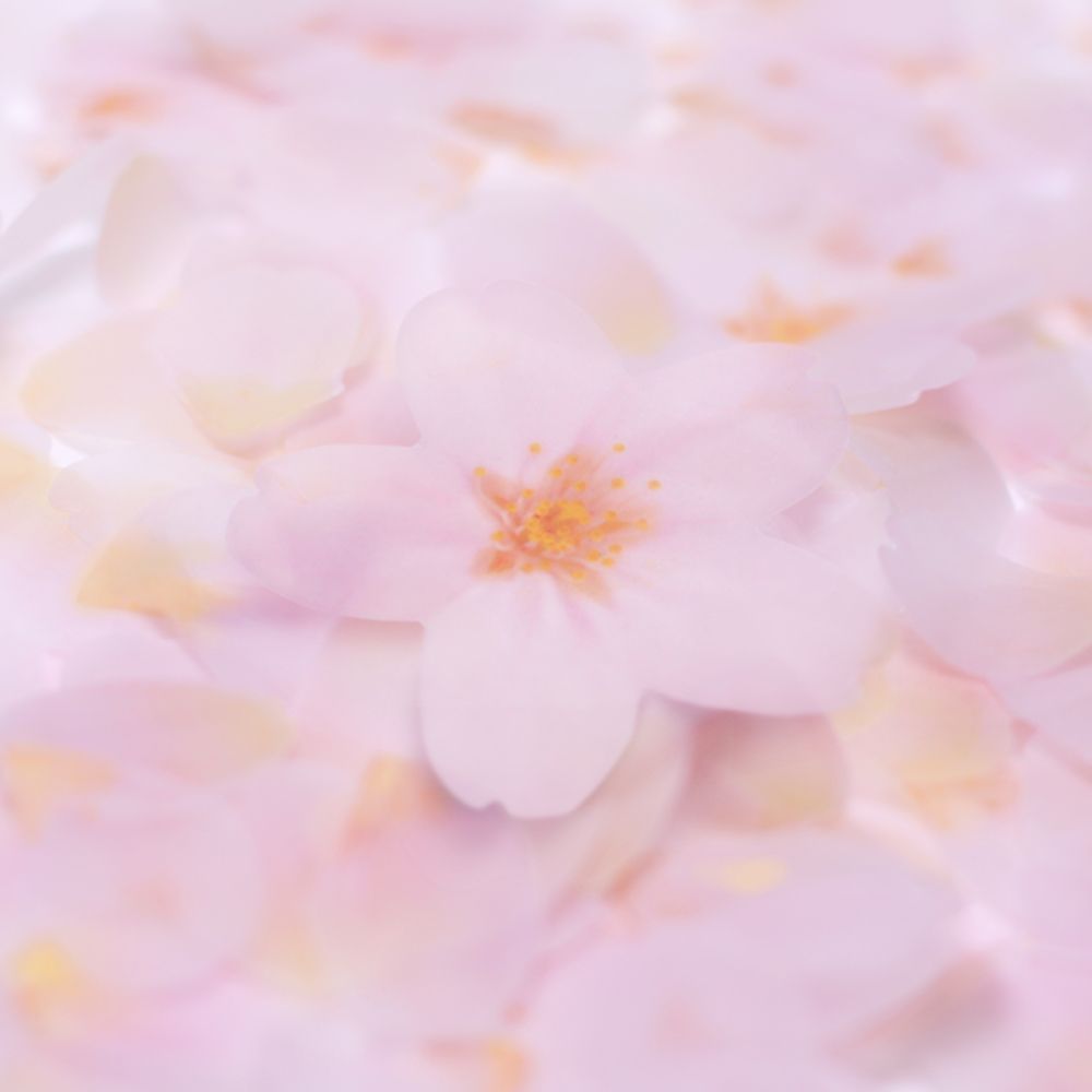 付箋＿透明桜(White,M)