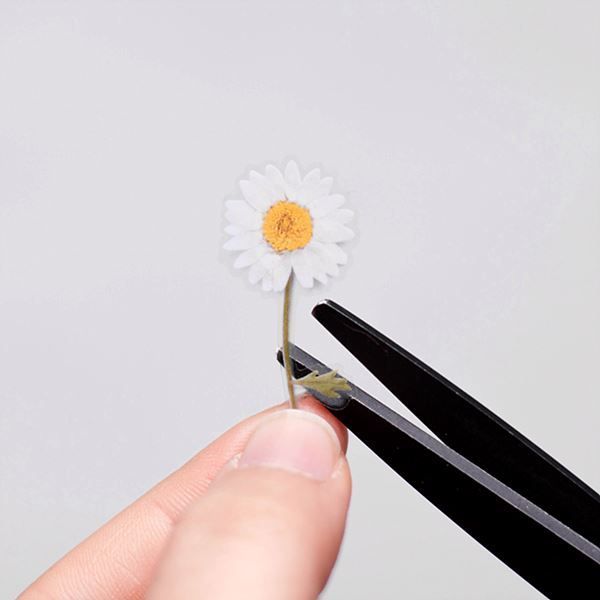 押し花ステッカー＿マーガレット
