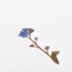押し花ステッカー＿ワスレナグサ