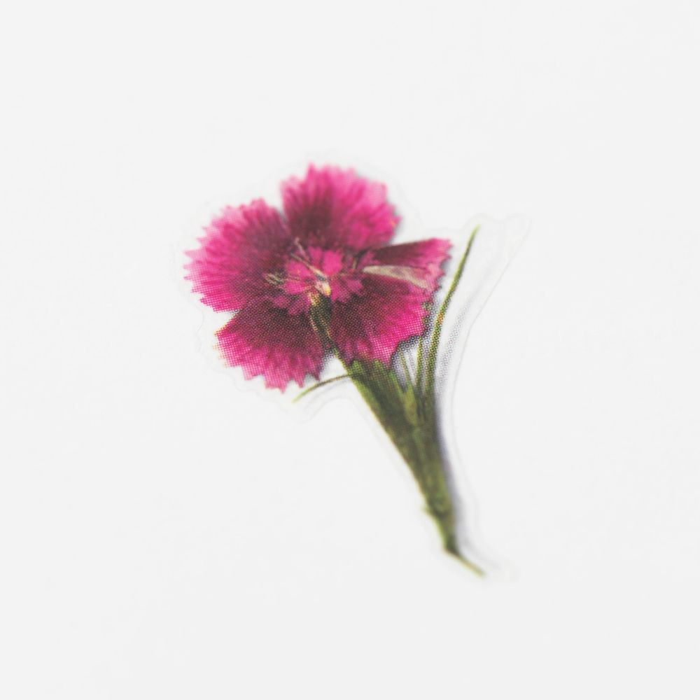押し花ステッカー＿なでしこ