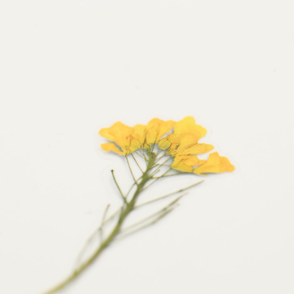 押し花ステッカー＿菜の花