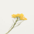 押し花ステッカー＿菜の花