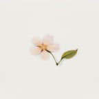 押し花ステッカー＿桜