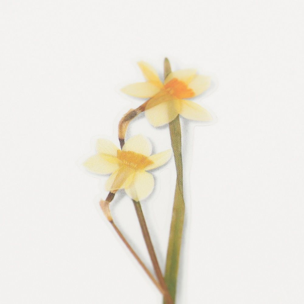 押し花ステッカー＿水仙