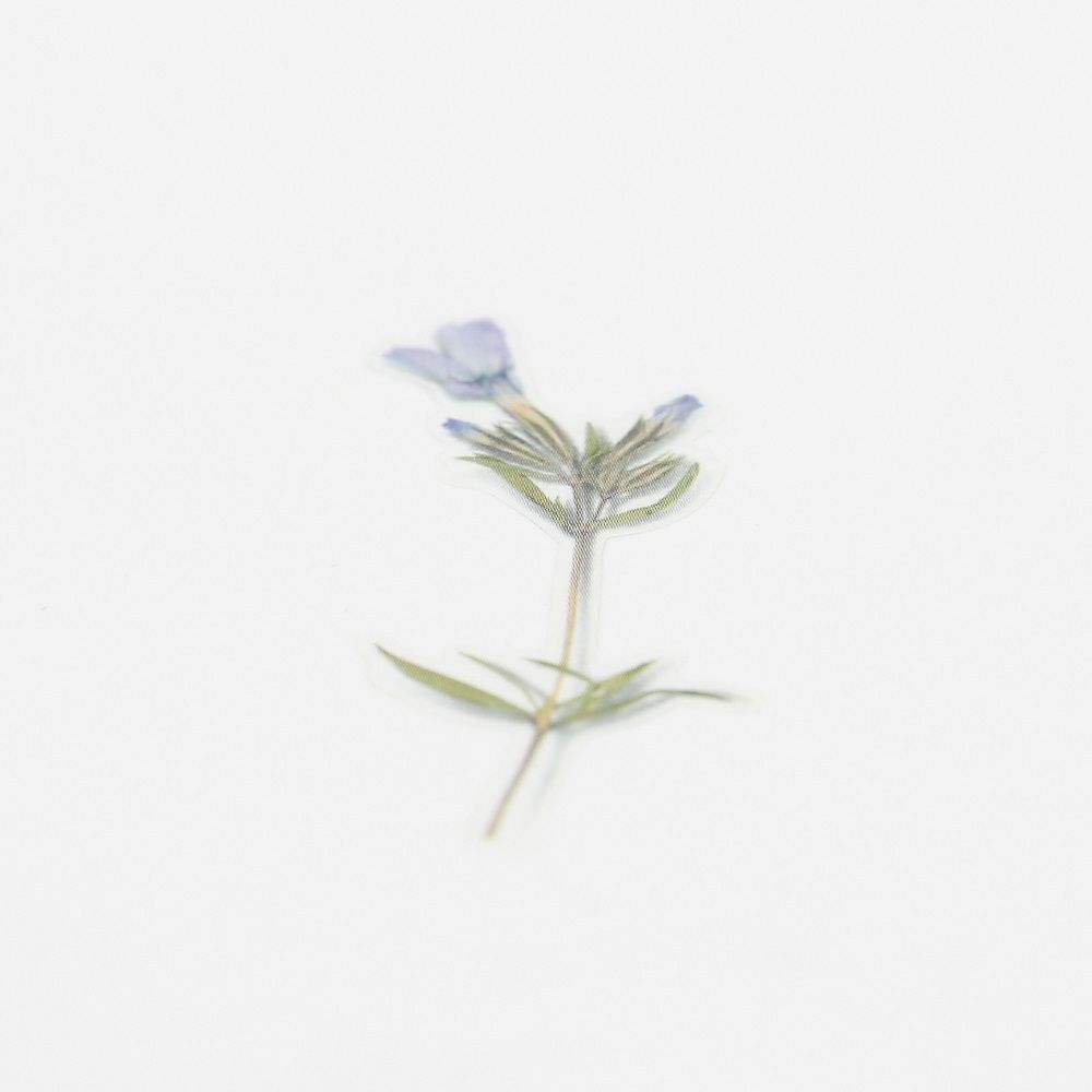 押し花ステッカー＿芝桜